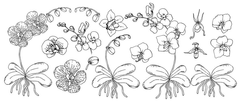 Orchid flower. Tropical Floral set. Exotic botanical hand drawn sketch line art vector illustration on white background