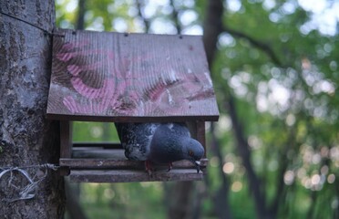 birds in birdtree
