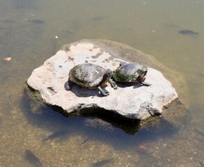 The pair of turtles on the rock in the pond water.