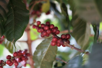 coffee cherry