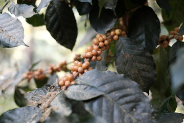 coffee cherry