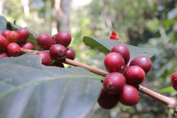 coffee cherry