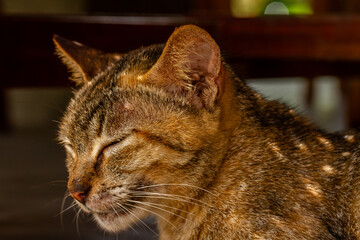 Close up A cat who is sleeping and sitting lazily