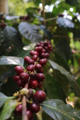coffee cherry