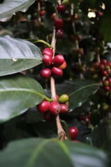 coffee cherry