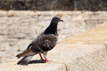 Pigeon