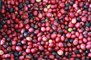 coffee cherry