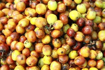 yellow coffee cherry