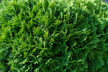 Fototapeta na wymiar The texture of the foliage of the ornamental shrub thuja.