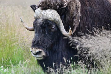 Alaska's muskox (Ovibos moschatus) is a stocky, long-haired animal with a slight shoulder hump and a very short tail.