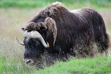 Alaska's muskox (Ovibos moschatus) is a stocky, long-haired animal with a slight shoulder hump and a very short tail.