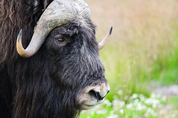 Alaska's muskox (Ovibos moschatus) is a stocky, long-haired animal with a slight shoulder hump and...