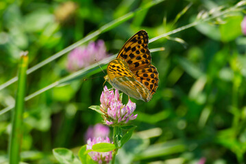 Silver-washed Fritillary butterfly (Argynnis paphia) sitting on pink flower in Zurich, Switzerland