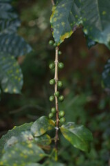 Naklejka premium coffee cherry on a branch