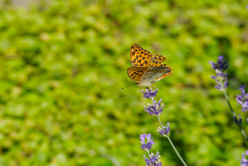 Silver-washed Fritillary butterfly (Argynnis paphia) sitting on lavender in Zurich, Switzerland