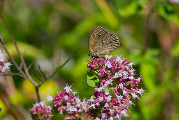 Ringlet (Aphantopus hyperantus) butterfly sitting on a pink flower in Zurich, Switzerland