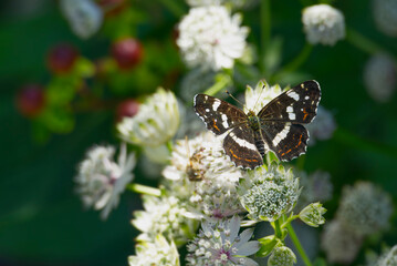 Map butterfly (Araschnia levana) with open wings sitting on a white flower in Zurich, Switzerland