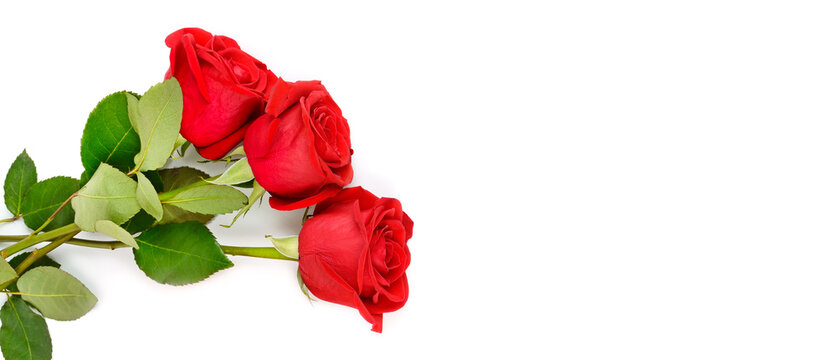 Red roses bouquet isolated on white background .Place for your text. Wide photo.