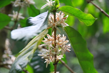 branch of a tree with coffee flowers