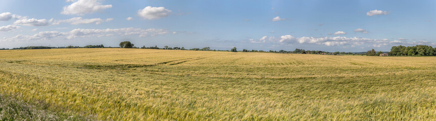 Fototapeta na wymiar large rye field near Roskilde, Sjaellands, Denmark