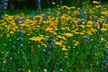 Yellow flowers in the field