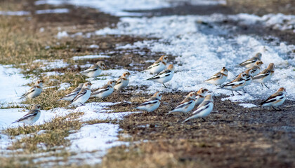 A flock of snow buntings standing on partial snow-covered ground feeding on seeds and grit. 