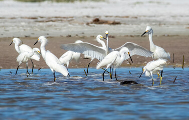 Snowy egrets and red breasted mergansers feed on baitfish trapped in a tide pool at Fort De Soto State Park in Bradenton Florida. 