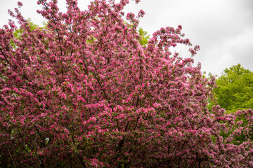 Obraz premium Pink Tree