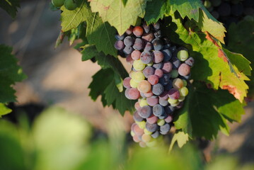 Uva cambiando el color en el mes de julio, ciclo de la naturaleza
