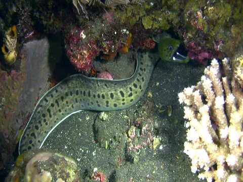 Spot-face or Fimbriated moray (Gymnothorax fimbriatus) swimming at night