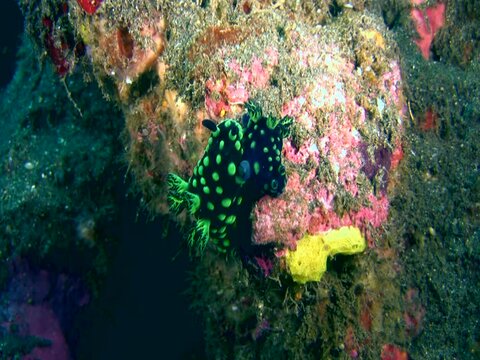 Sea slug or nudibranch Nembrotha cristata mating