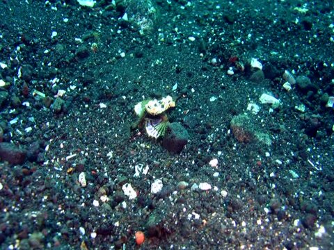 Sea moth (Pegasus)