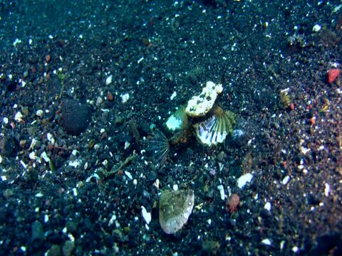 Sea moth (Pegasus)