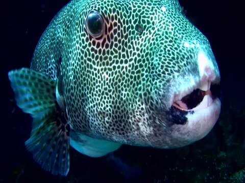 Star or Starry pufferfish (Arothron stellatus) close up