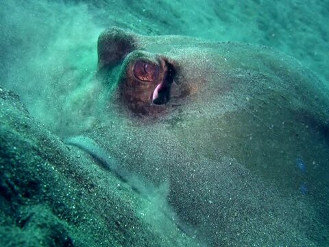 Blue-spotted stingray (Dasyatis kuhlii) searching for prey in the sand