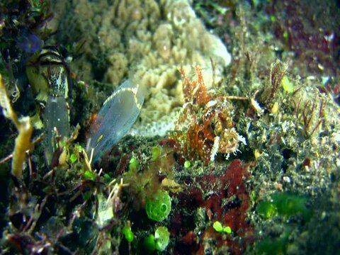 Raggy scorpionfish (Scorpaenopsis venosa), juvenile