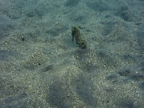 Estuary seahorse (Hippocampus kuda) moving with the waves