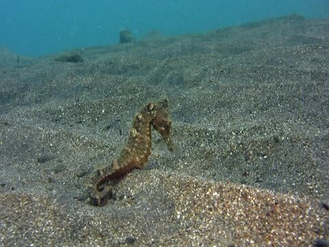Estuary seahorse (Hippocampus kuda) moving with the waves