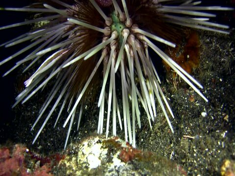 Urchin shrimp (Stegopontonia commensalis)