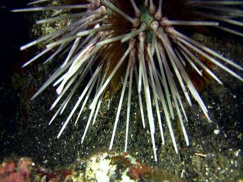 Urchin shrimp (Stegopontonia commensalis)