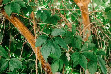greens in early spring tarragon coriander