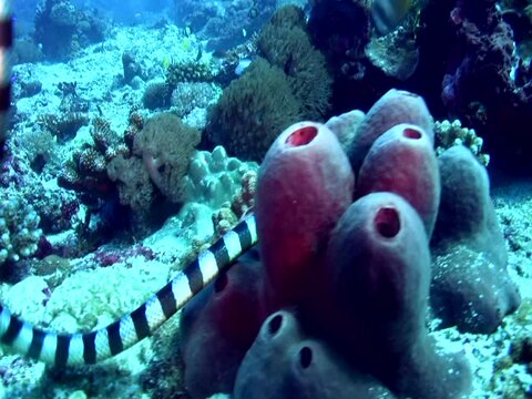 Banded or Yellow-lipped sea krait (Laticauda colubrina) swimming