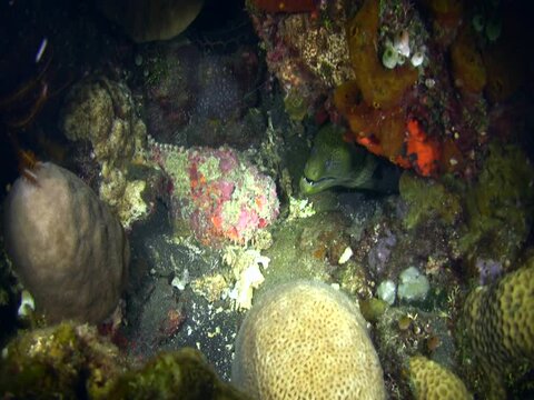 Reef stonefish (Synanceia verrucosa) with Giant moray (Gymnothorax javanicus)