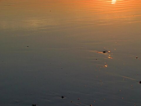 Sunset at Kuta beach with sufers in the water