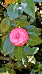 Closeup of beautiful flowers of Camellia japonica also known as Camellia Albino Botti, Camellia Don...