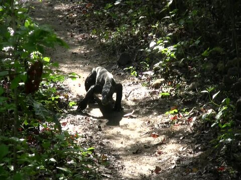 Komodo dragon walking