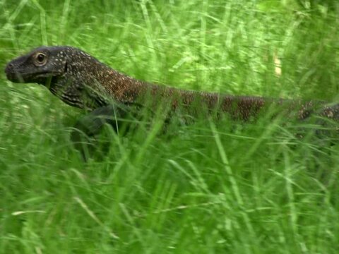 Komodo dragon walking