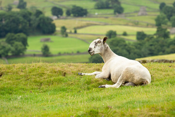 Blue faced Leicester cross ram lying down and facing left in summer meadow in the Yorkshire Dales,...