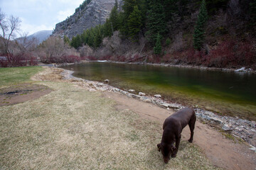 dog on the river