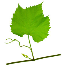 Greenery. Vine branch, isolated without shadow. Traditional winery culture and winemaker business.